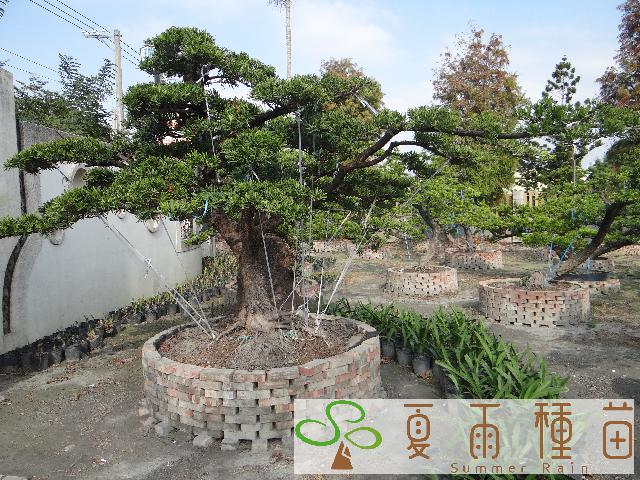 夏雨種苗—羅漢松