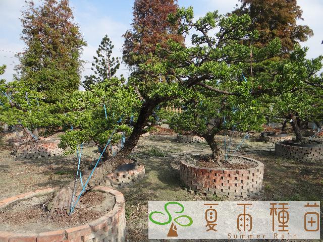 夏雨種苗—羅漢松