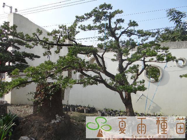 夏雨種苗—羅漢松