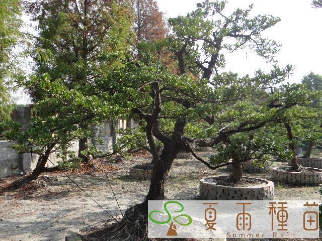 夏雨種苗—羅漢松