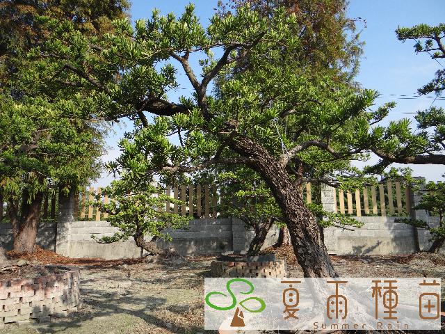 夏雨種苗—羅漢松