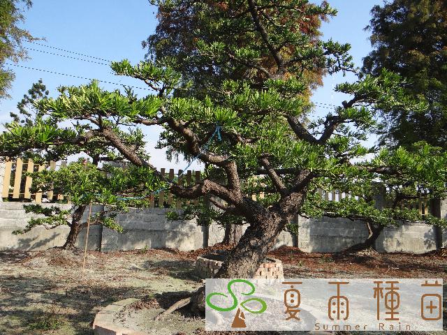 夏雨種苗—羅漢松
