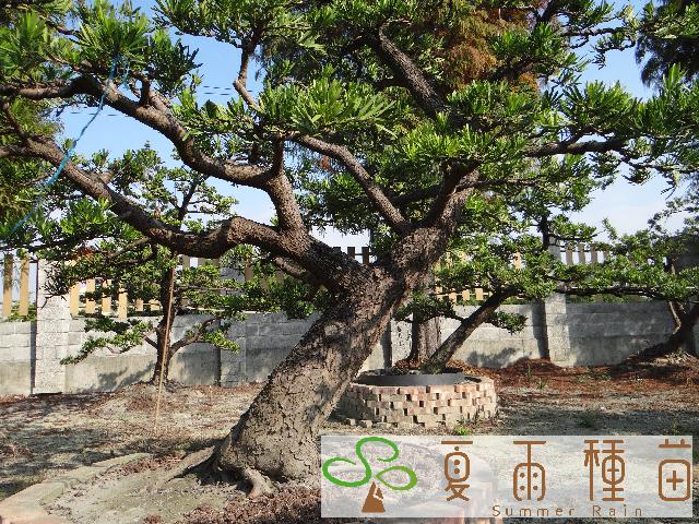 夏雨種苗—羅漢松