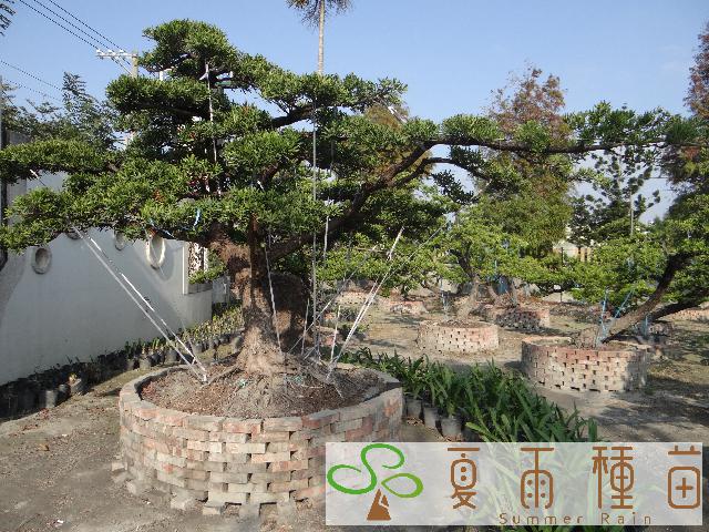 夏雨種苗—羅漢松