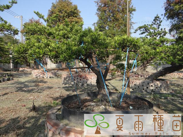 夏雨種苗—羅漢松