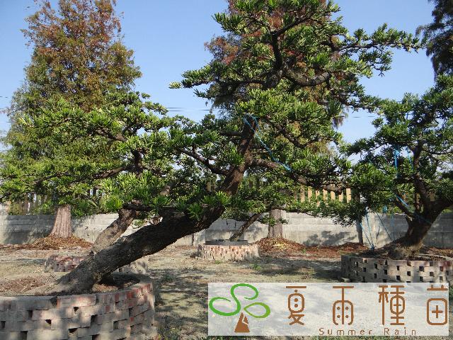 夏雨種苗—羅漢松