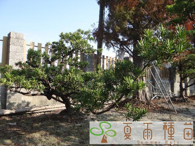 夏雨種苗—羅漢松