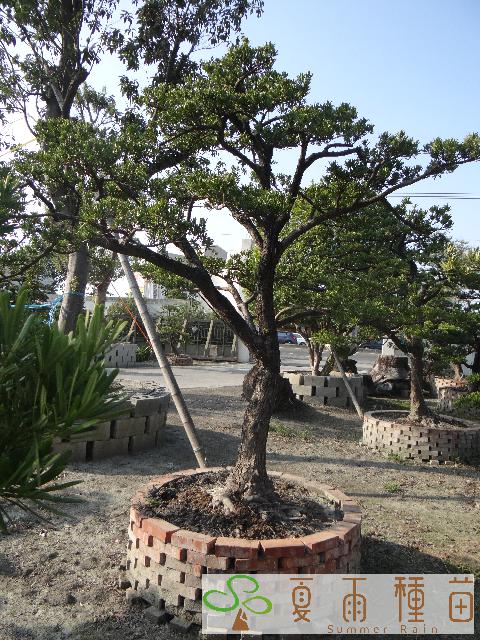 夏雨種苗—羅漢松