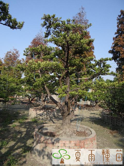 夏雨種苗—羅漢松