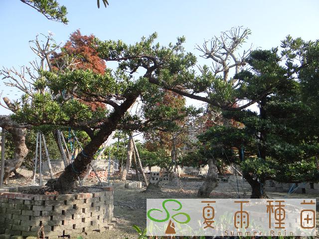 夏雨種苗—羅漢松