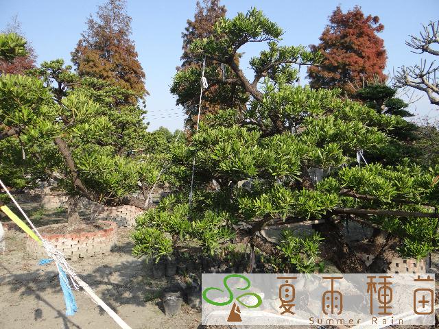 夏雨種苗—羅漢松