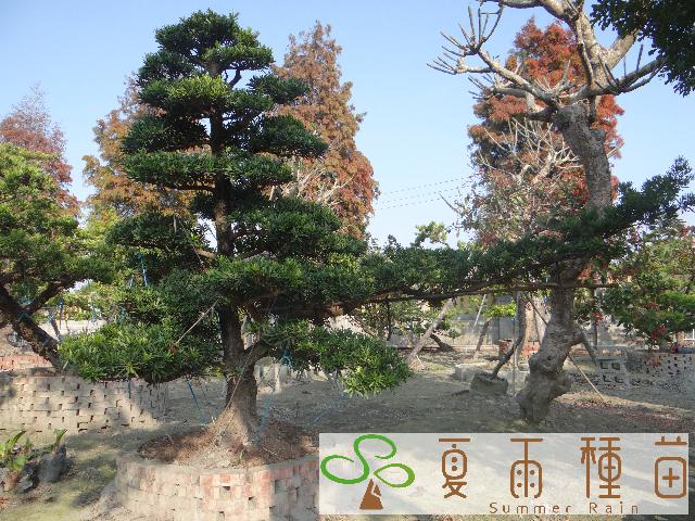 夏雨種苗—羅漢松