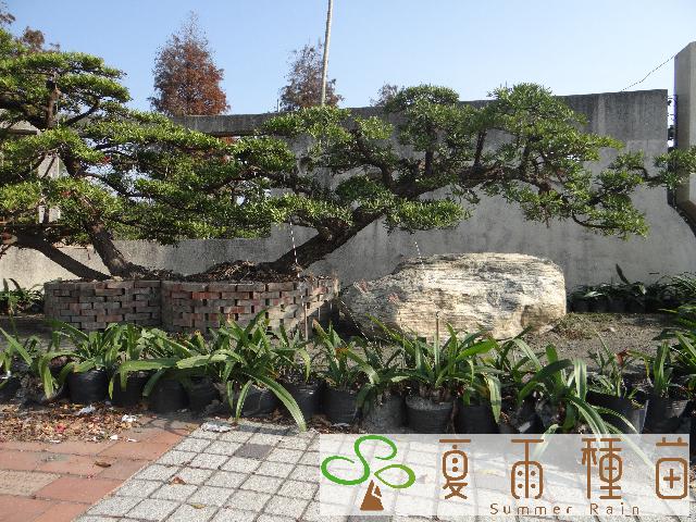 夏雨種苗—羅漢松