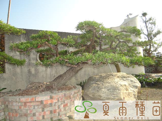 夏雨種苗—羅漢松