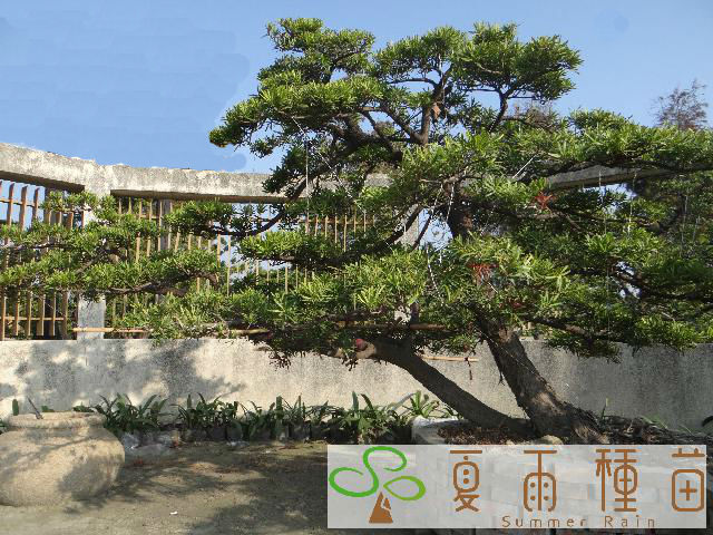 夏雨種苗—羅漢松