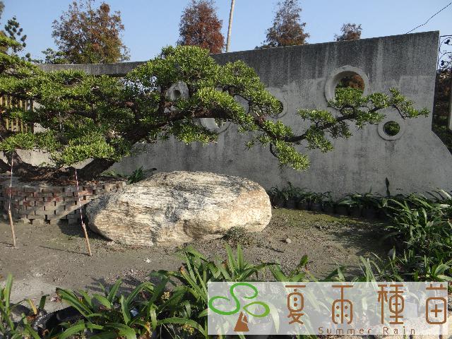 夏雨種苗—羅漢松