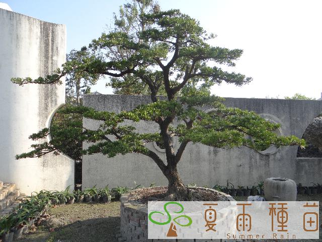 夏雨種苗—羅漢松