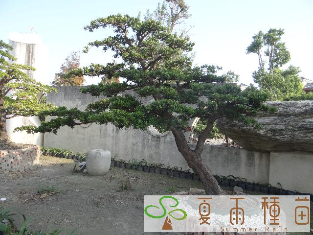 夏雨種苗—羅漢松