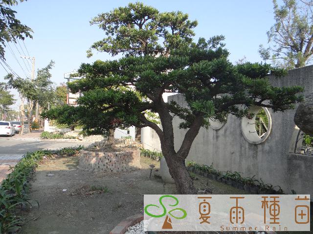 夏雨種苗—羅漢松
