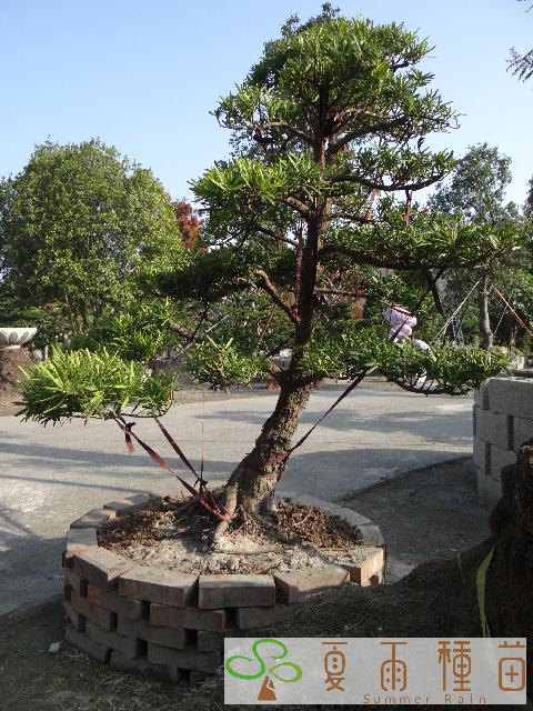 夏雨種苗—羅漢松