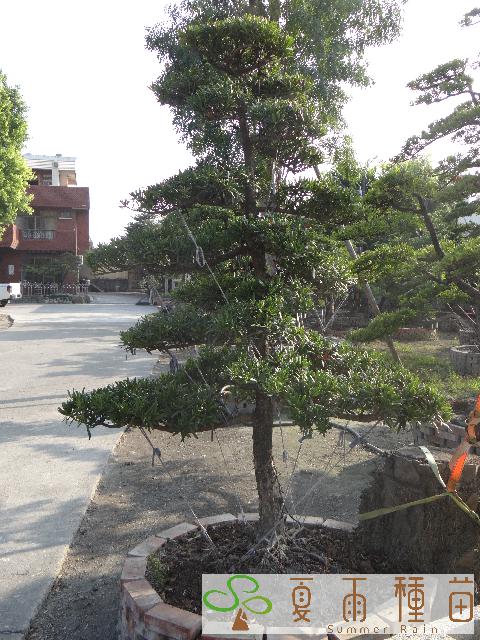 夏雨種苗—羅漢松