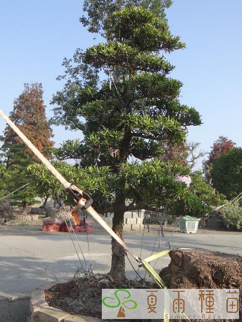 夏雨種苗—羅漢松