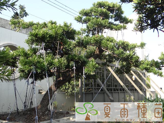 夏雨種苗—羅漢松