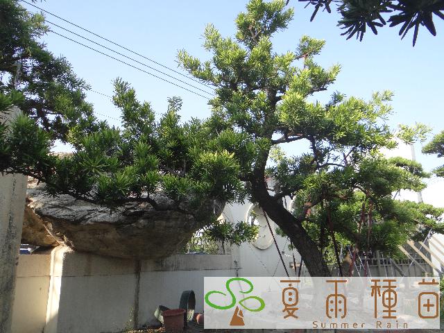 夏雨種苗—羅漢松