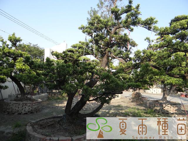 夏雨種苗—羅漢松