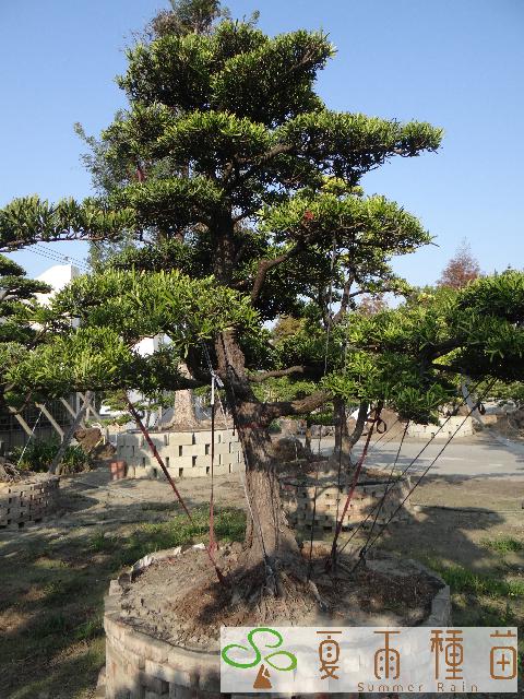 夏雨種苗—羅漢松