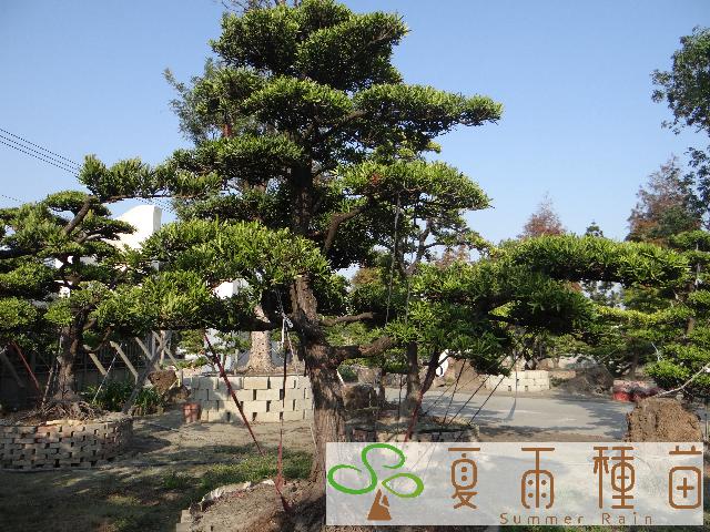 夏雨種苗—羅漢松