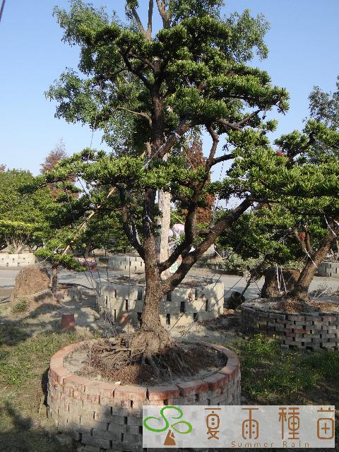 夏雨種苗—羅漢松