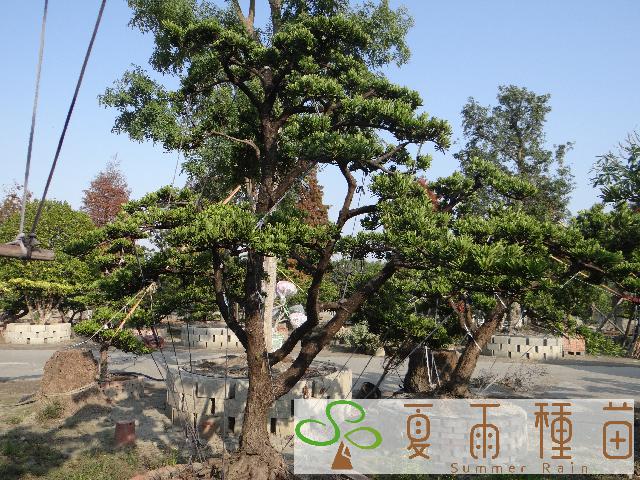 夏雨種苗—羅漢松