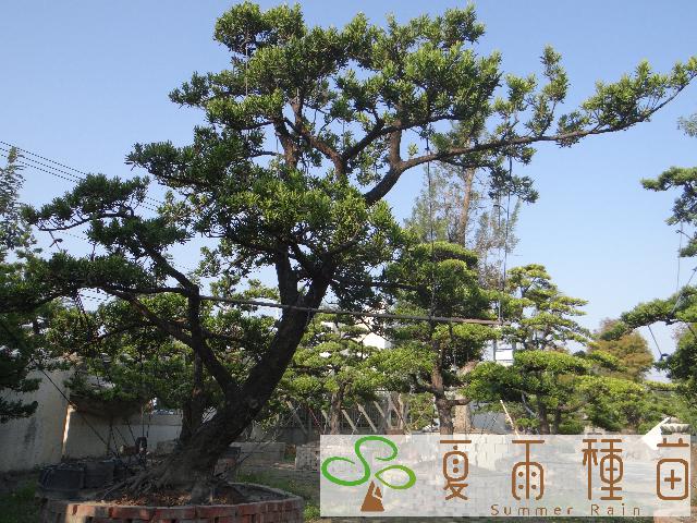 夏雨種苗—羅漢松
