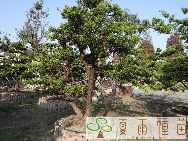 夏雨種苗—羅漢松
