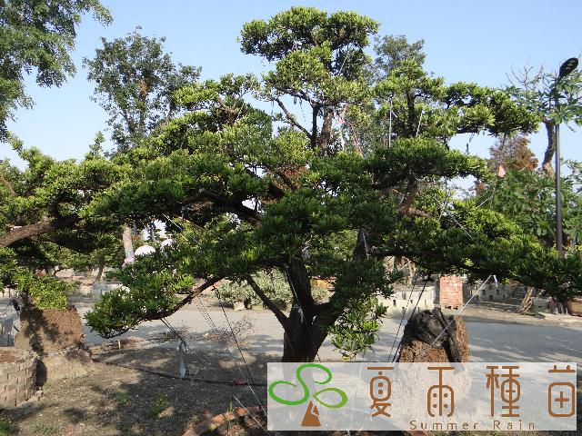夏雨種苗—羅漢松