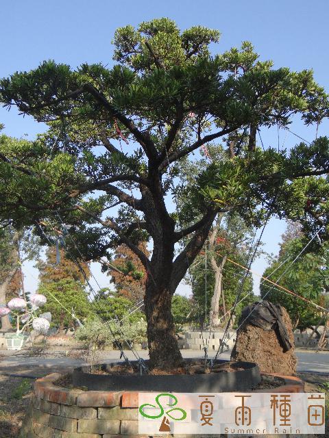 夏雨種苗—羅漢松