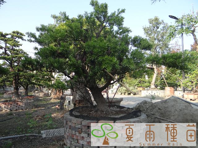 夏雨種苗—羅漢松