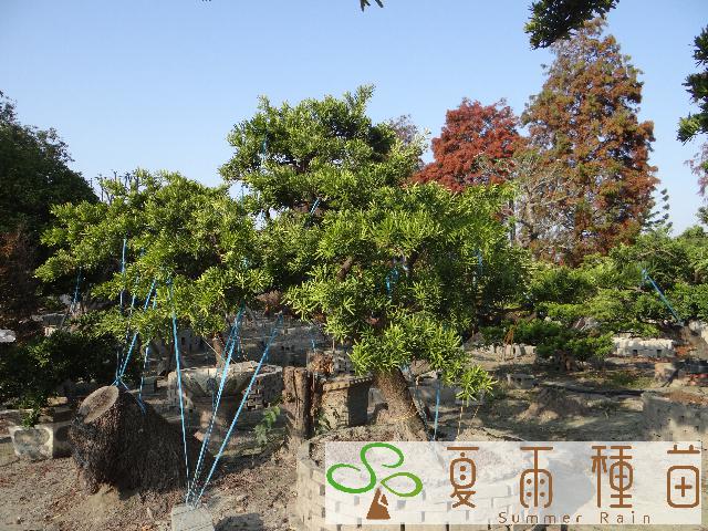 夏雨種苗—羅漢松
