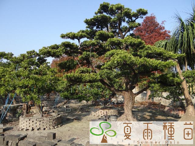 夏雨種苗—羅漢松