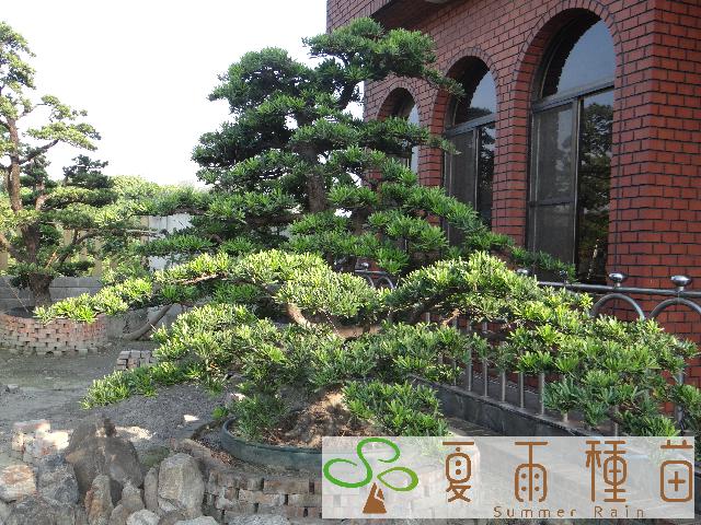 夏雨種苗—羅漢松