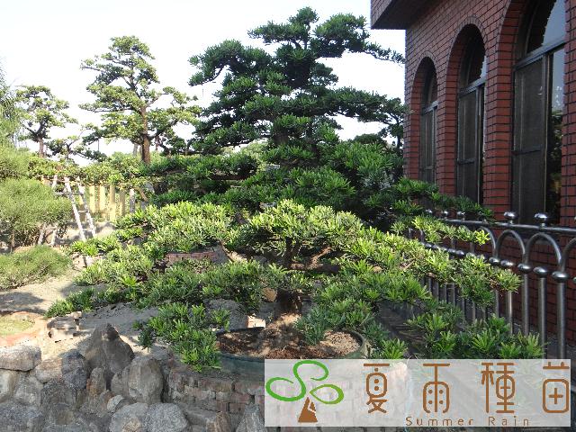 夏雨種苗—羅漢松