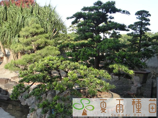 夏雨種苗—羅漢松
