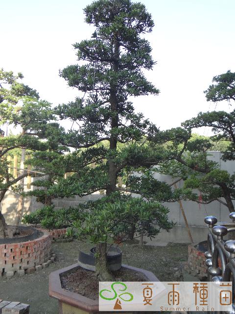 夏雨種苗—羅漢松