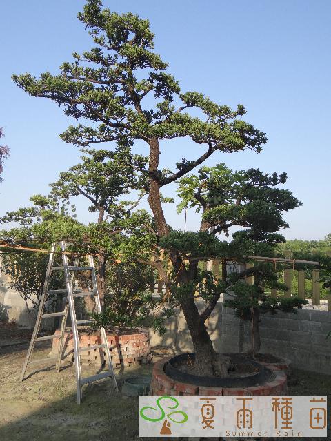 夏雨種苗—羅漢松