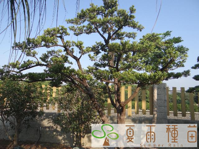 夏雨種苗—羅漢松