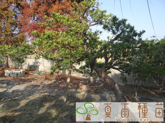 夏雨種苗—羅漢松