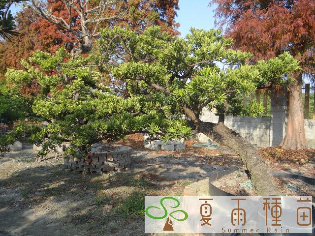 夏雨種苗—羅漢松