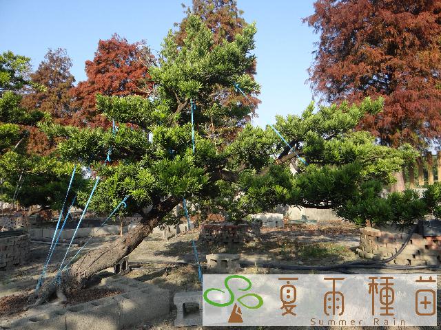 夏雨種苗—羅漢松