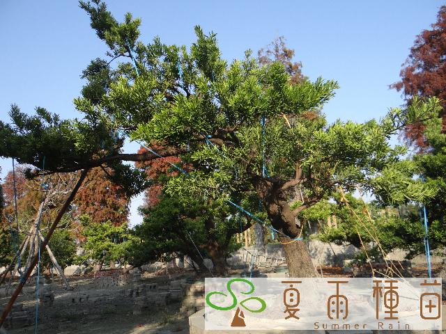 夏雨種苗—羅漢松